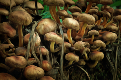 Champignons