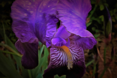 Iris flamboyant
