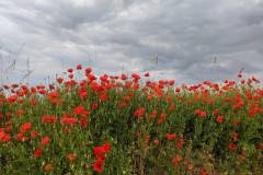 Coquelicot illuninant un ciel gris