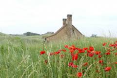 Coquelicots et vielle maison