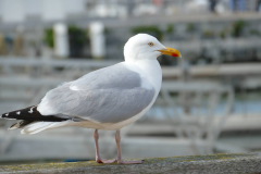 Mouette rieuse