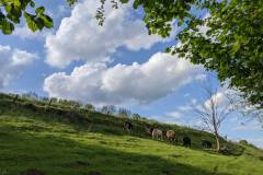 Scène de campagne troupeau de vaches