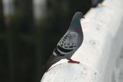 Le pigeon