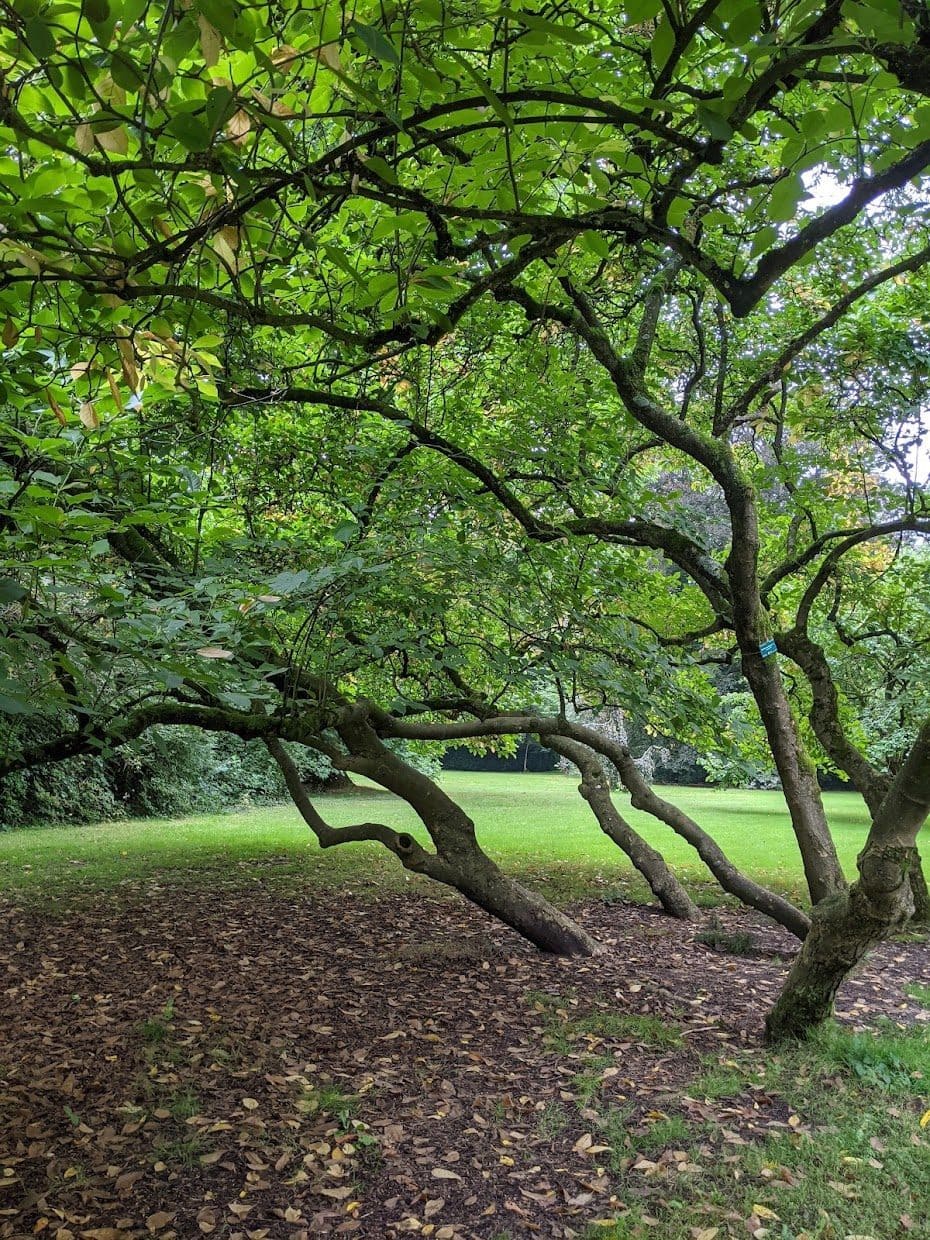 Variations autour de l’arbre