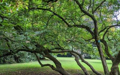 Variations autour de l’arbre