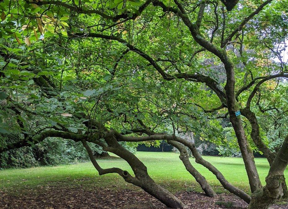 Variations autour de l’arbre